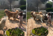 dog video
