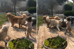 dog video