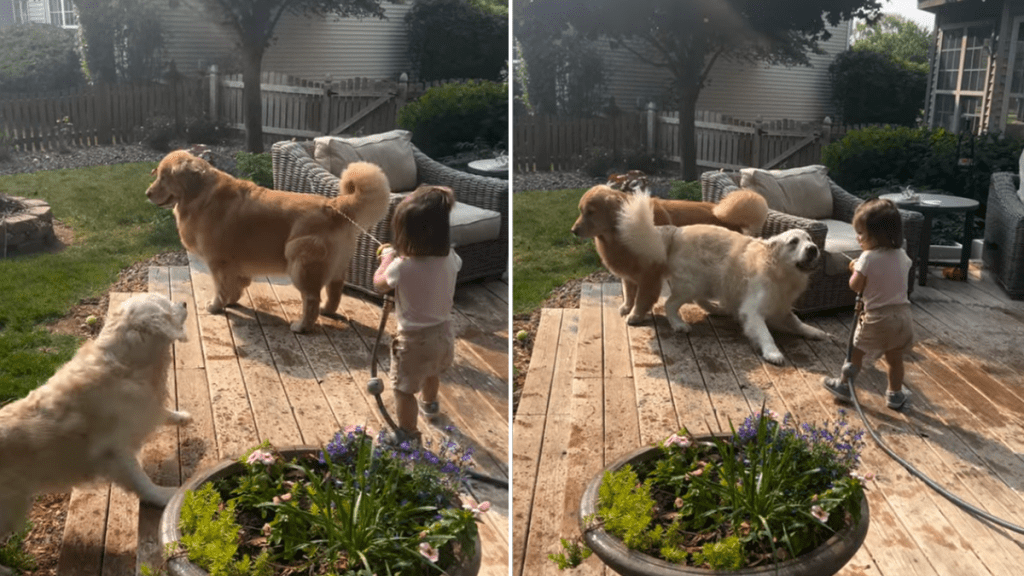 dog video