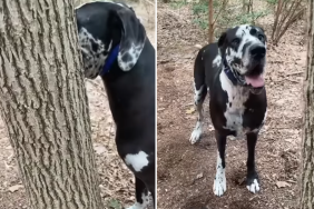 dog video