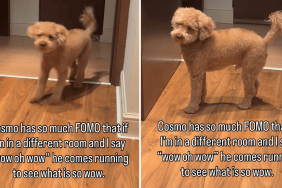 dog fomo video