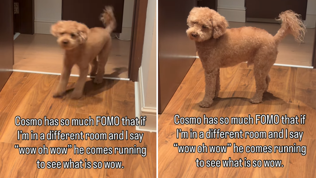 dog fomo video