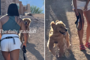 golden retriever owner video