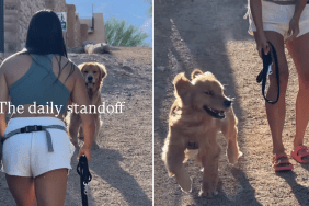 golden retriever owner video