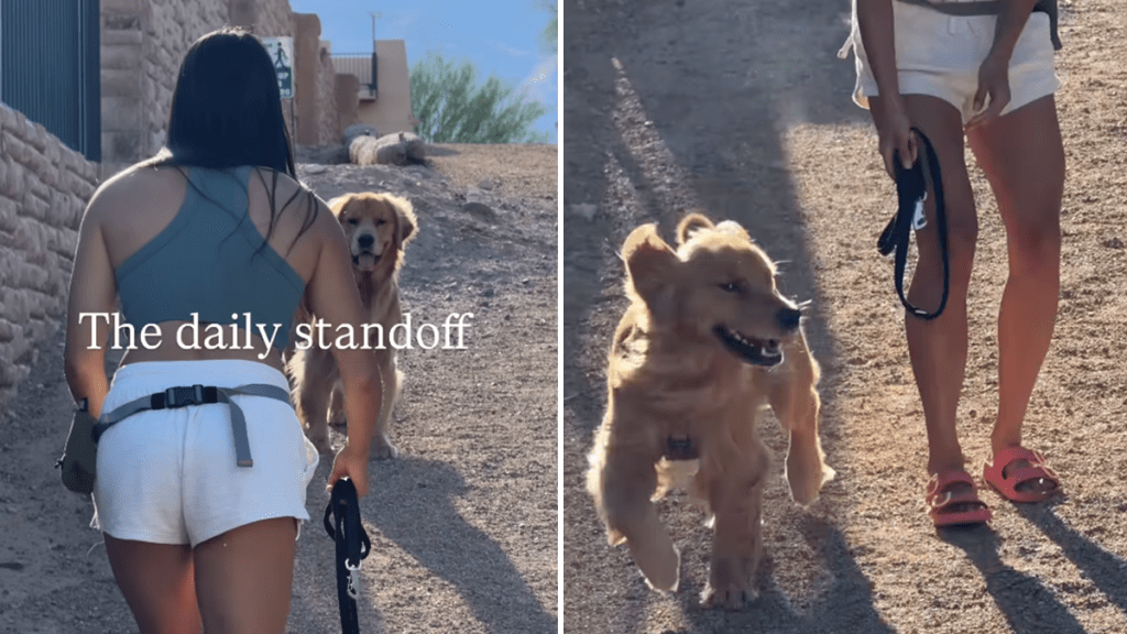 golden retriever owner video