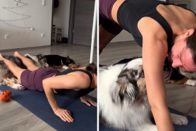 dog video