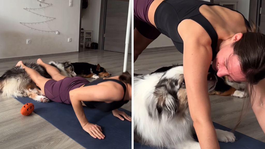 dog video