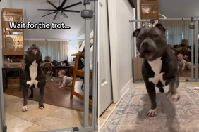 pit bull video