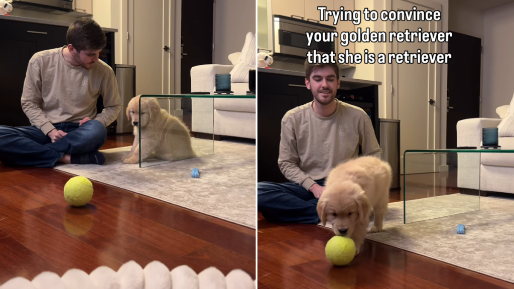 puppy video