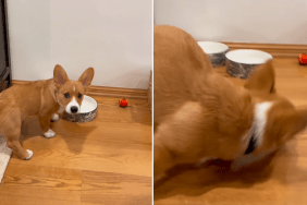 corgi video