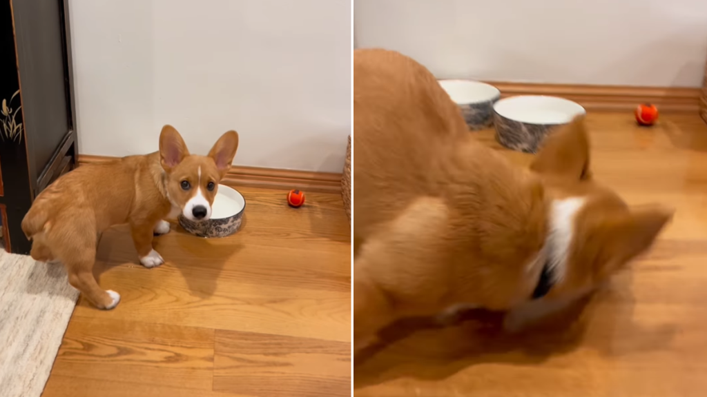 corgi video