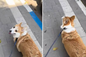 corgi video