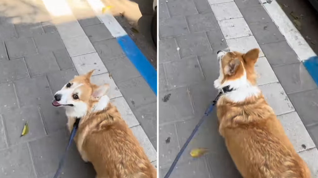 corgi video