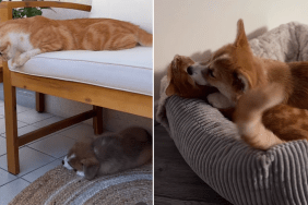 corgi cat video