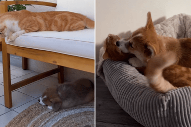 corgi cat video