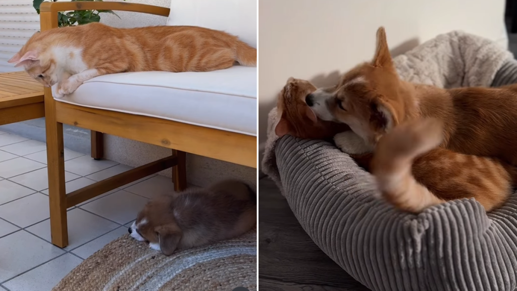 corgi cat video