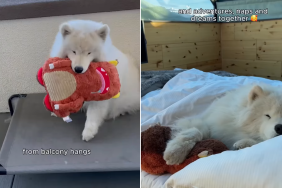 samoyed toy video