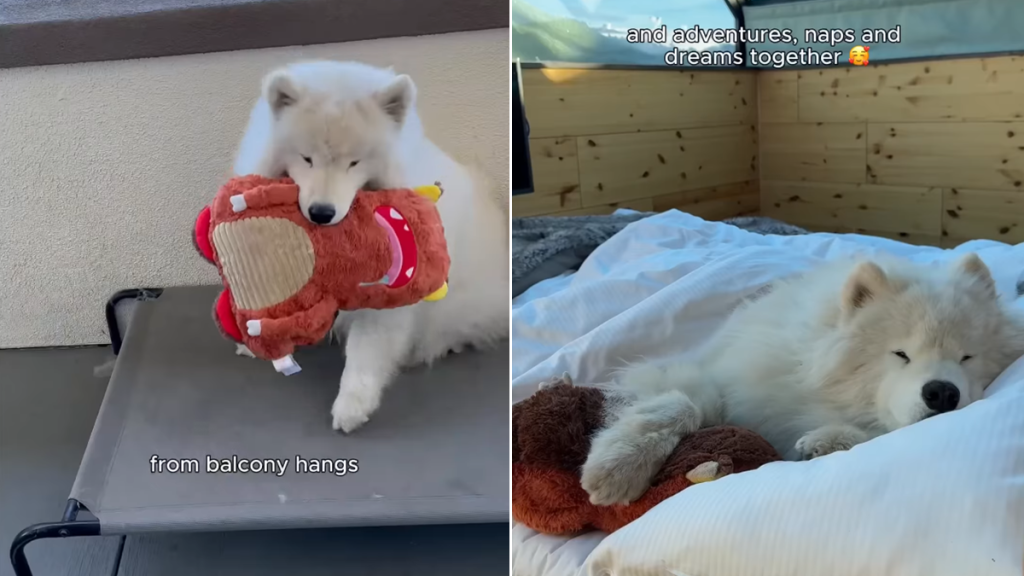 samoyed toy video