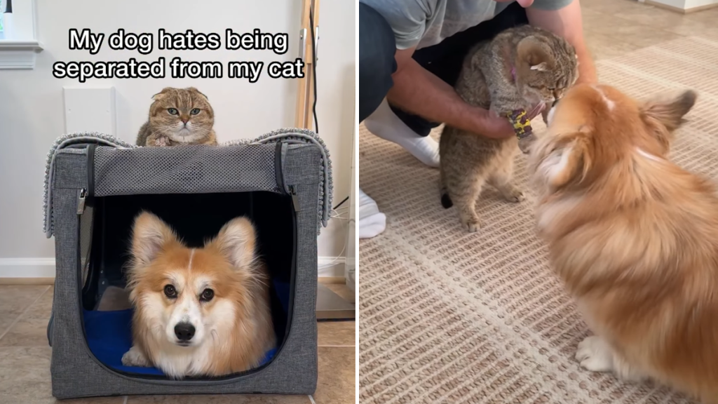 corgi cat video
