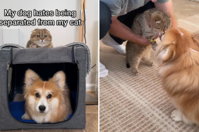 corgi cat video