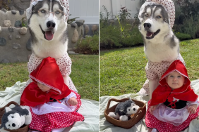husky baby halloween video