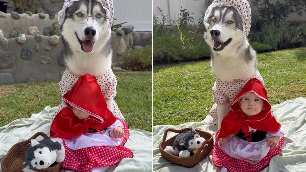 husky baby halloween video