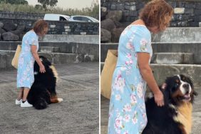 bernese mountain dog video