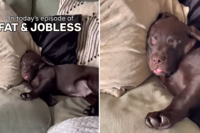 labrador sleep video