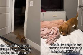 Video Shows Dachshund Coming To Bed in Cutest Possible Way