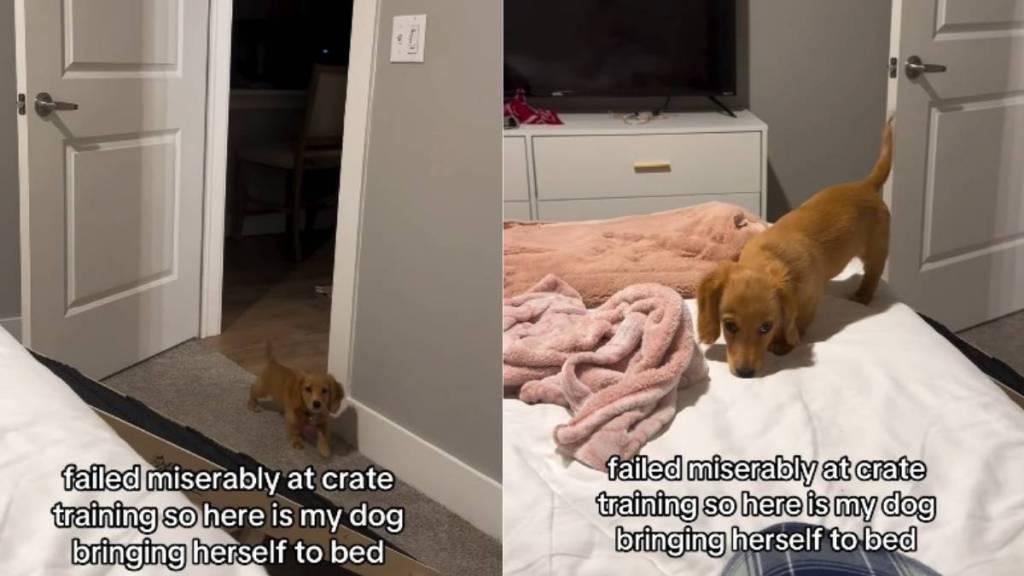 Video Shows Dachshund Coming To Bed in Cutest Possible Way