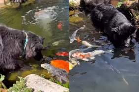 Video: Dog Becomes Best Friends With Fish