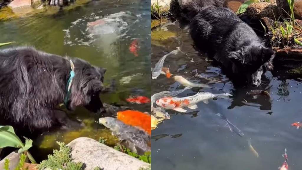 Video: Dog Becomes Best Friends With Fish