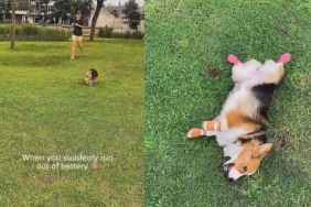 Video: Corgi Suddenly ‘Runs Out of Battery’ While Running