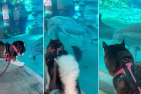 Video: Husky Finds a New Friend in Dolphin During Aquarium Visit