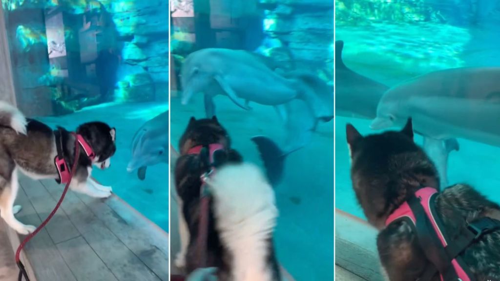 Video: Husky Finds a New Friend in Dolphin During Aquarium Visit