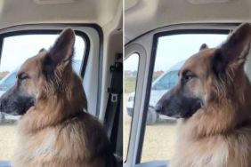 German Shepherd's Funny Snores Are the Highlight of This Video
