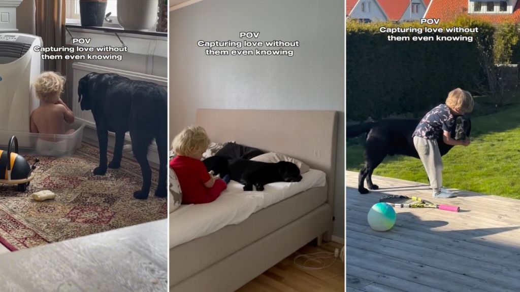 Video Shows Labrador & Little Boy’s Sweet Moments Together