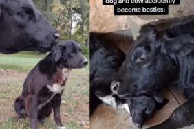 Video: ‘Herding’ Dog Accidentally Befriends a Cow & Now They’re Inseparable