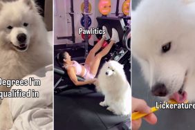 Video: Owner Shows Impressive Degrees Samoyed Is Qualified In