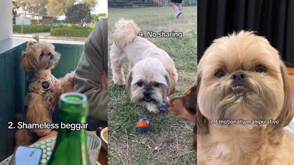 Video: Owner Lists Shih Tzu’s ‘Toxic Traits’ & Internet Can’t Relate to It Enough