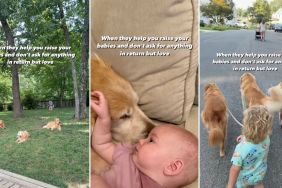 Family of Golden Retrievers Helps Owners Raise Little Ones in Heartwarming Video