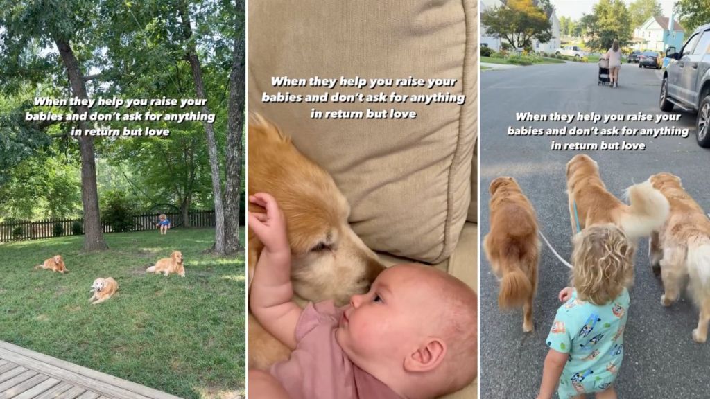 Family of Golden Retrievers Helps Owners Raise Little Ones in Heartwarming Video