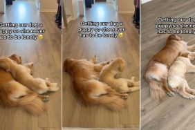 Video: Golden Retriever Puppy Coming to Cuddle Big Sister Is Cutest Thing on Internet