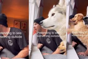 Video: Owner Shows Dog & Puppy’s Reaction to Him Pretending To See Something Outside
