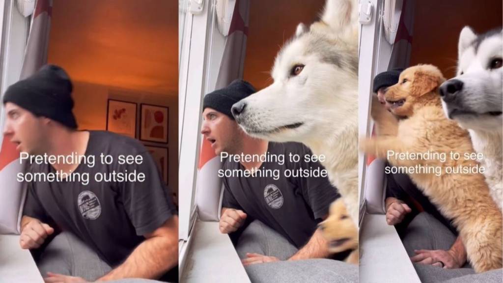 Video: Owner Shows Dog & Puppy’s Reaction to Him Pretending To See Something Outside