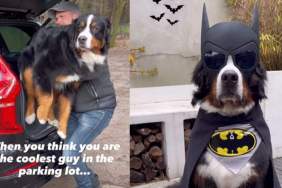 Video: Dog in Batman Costume Proves Why You May Not Be the 'Coolest Guy in the Parking Lot’