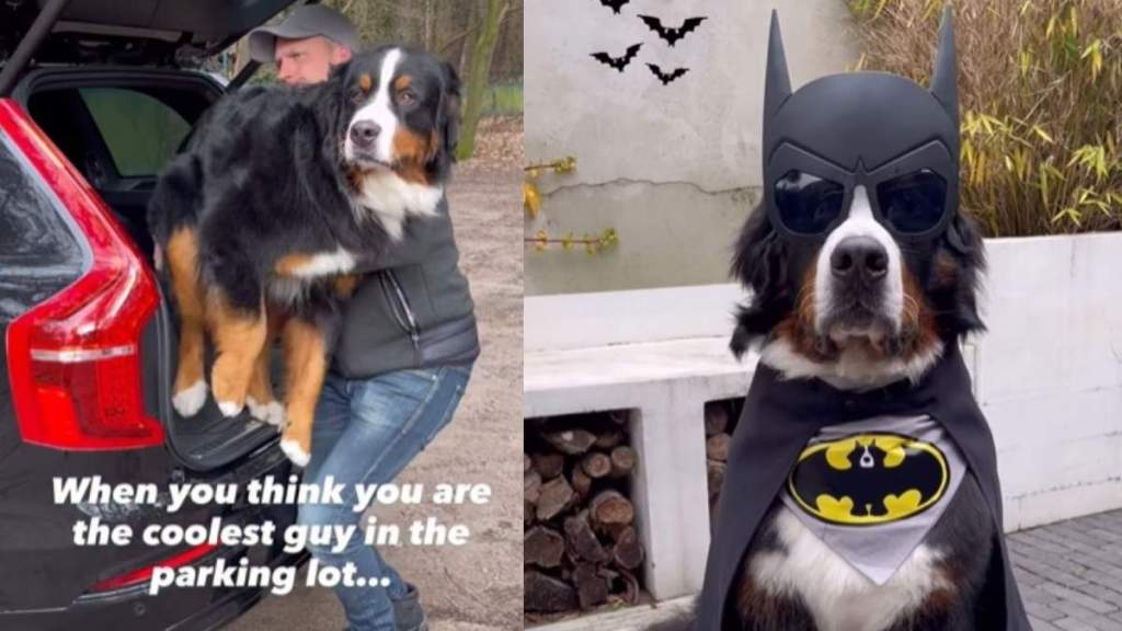 Video: Dog in Batman Costume Proves Why You May Not Be the 'Coolest Guy in the Parking Lot’