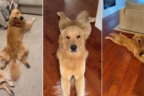 Video: Golden Retriever ‘Sploots’ Every Time He Lies Down