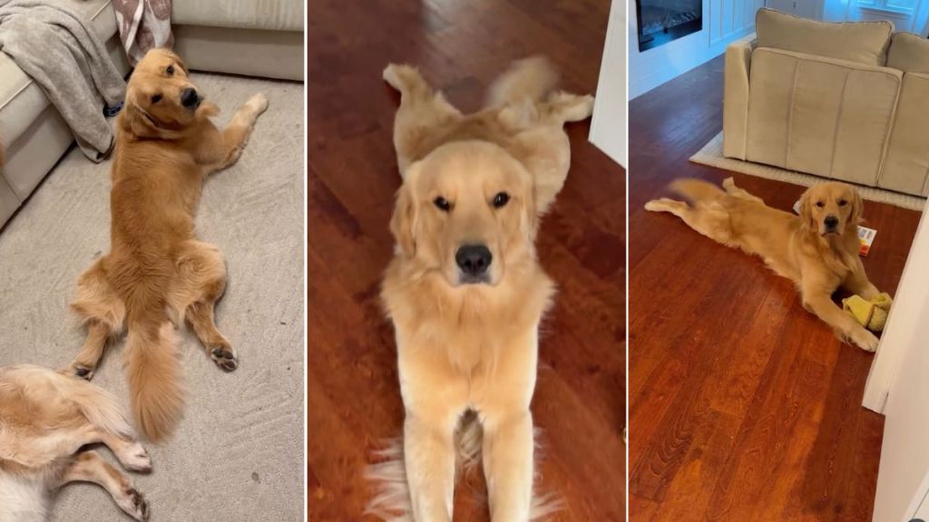 Video: Golden Retriever ‘Sploots’ Every Time He Lies Down
