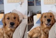 Video: Owner Asks Golden Retriever to Smile & Here's What He Does